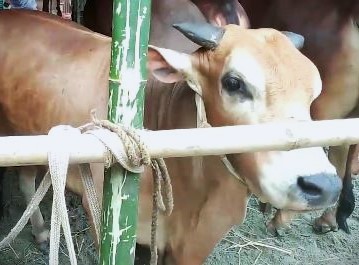 দেশের বিভিন্ন এলাকা থেকে কোরবানির পশু নিয়ে এসেছেন ব্যাপারীরা।