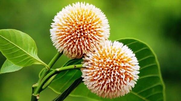 ফাইল ছবি।